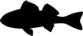 Silhouette of juvenile perch Perca fluviatilis freshwater fish